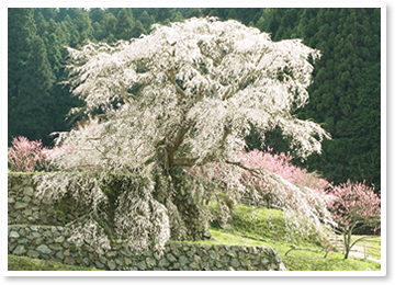 又兵衛桜